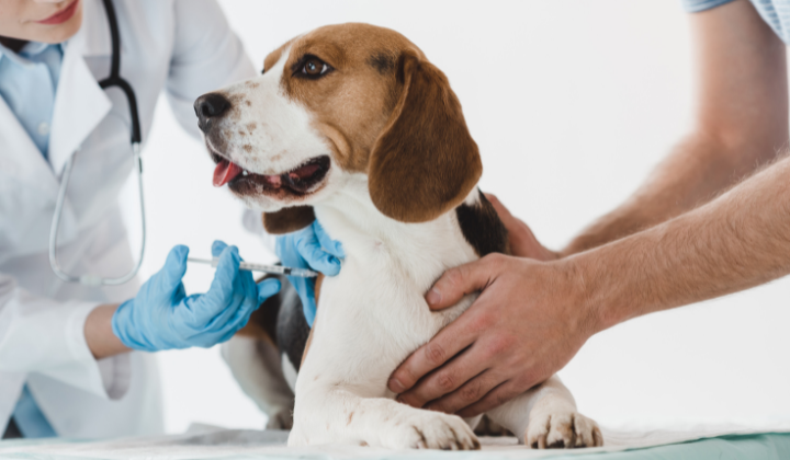 Oznam - očkovanie psov